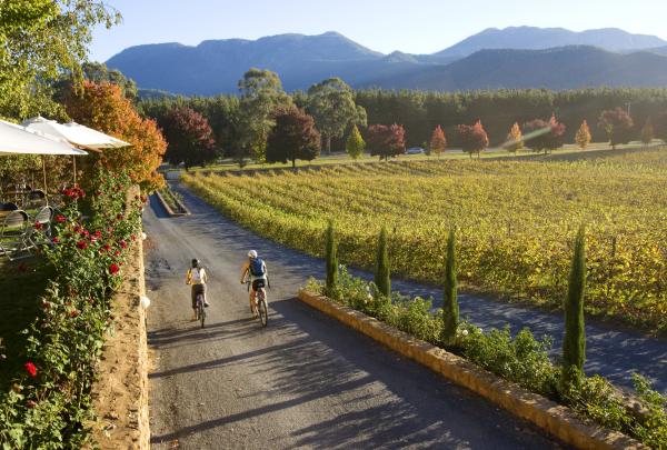 Cyclisme le long des vignes du domaine viticole de Boyntons Feathertop © Victorian Wine Industry Association
