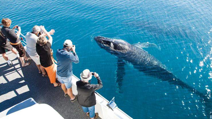 Observation des baleines à Hervey Bay, Hervey Bay, QLD © Matthew Taylor, Tourism and Events Queensland