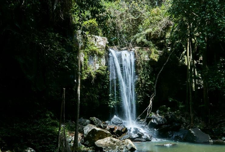 Curtis Falls, Tamborine Mountain, QLD © Tourism and Events Queensland