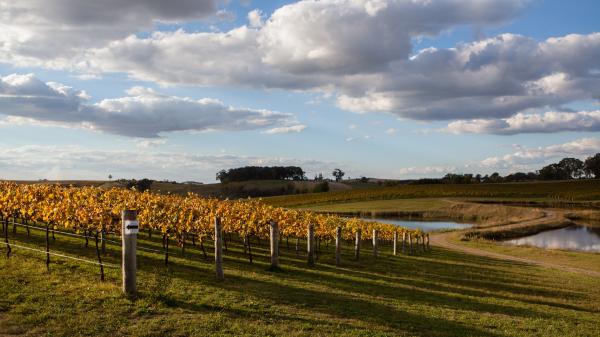 Vignoble, Orange, NSW © Taste Orange