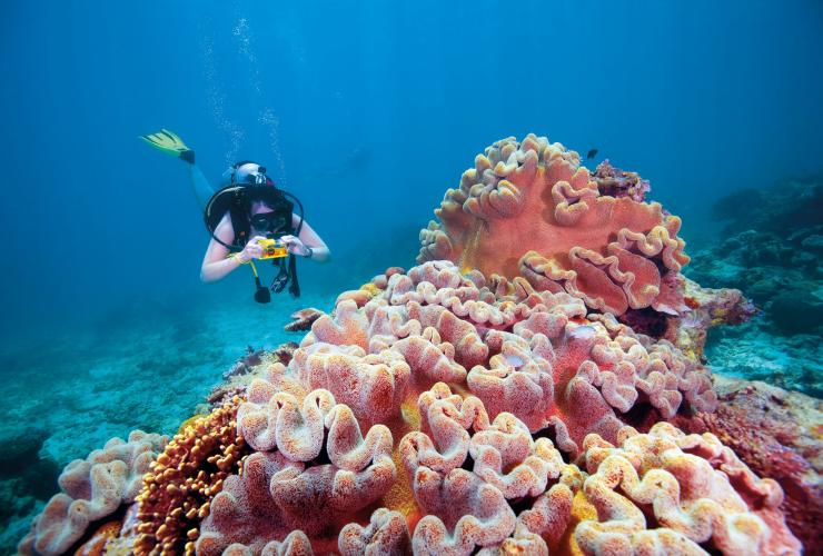 Plongée sous-marine, Fitzroy Reef Lagoon, Sud de la Grande Barrière de Corail, QLD © Tourism and Events Queensland 