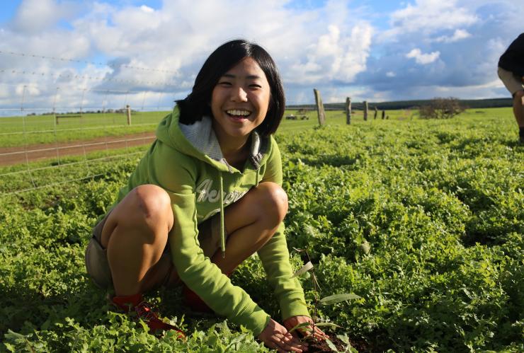 Travail agricole, Kangaroo Island, SA © Tourism Australia