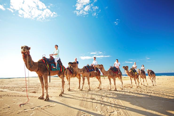 Camel Train at Stockton Beach, Port Stephens, NSW © Tourism Australia