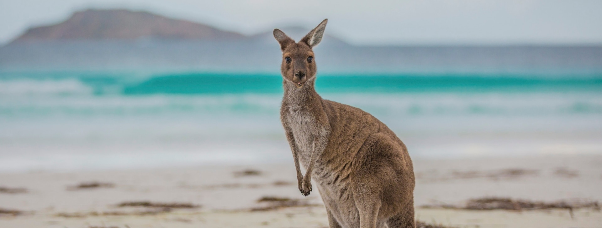 Lucky Bay, Cape Le Grand National Park, WA © Greg Snell, Tourism Western Australia