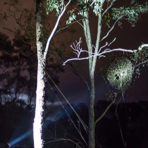 Ranger leads a Twilight Tour at Mulligans Flat Woodlands Sanctuary near Canberra © Visit Canberra