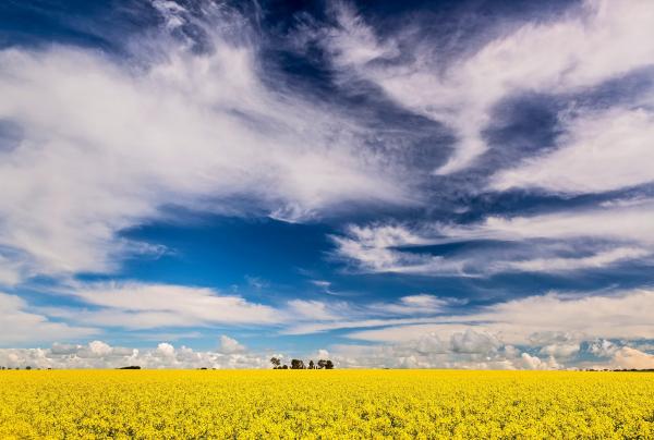 Kebun Canola, RM Williams Way, Clare Valley, SA © John Montesi