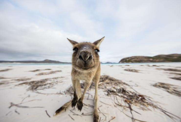 Kangaroo di Lucky Bay, Cape Le Grand National Park, WA © Tourism Western Australia