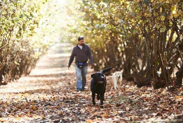 Berburu truffle, The Truffle &amp; Wine Co., Manjimup, WA © Tourism Western Australia