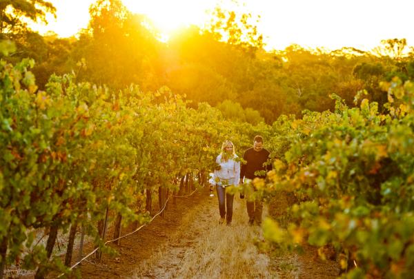 Sevenhill Cellars, Clare Valley, SA © Adam Bruzzone, South Australian Tourism Commission