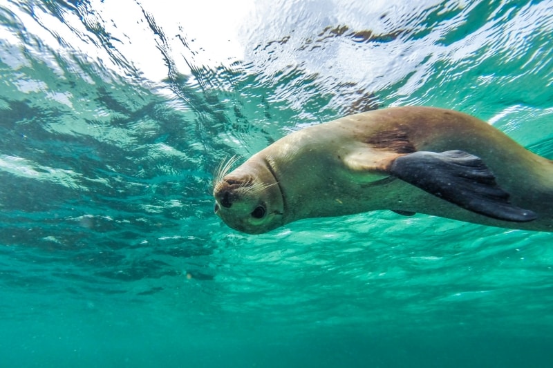 Berenang dengan singa laut, Baird Bay, Eyre Peninsula, SA © South Australian Tourism Commission