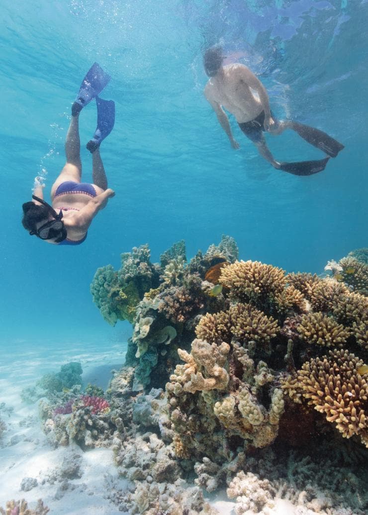 Para penggemar bersnorkel berenang di atas karang di lepas pantai Lady Musgrave Island di Great Barrier Reef © Tourism and Events Queensland