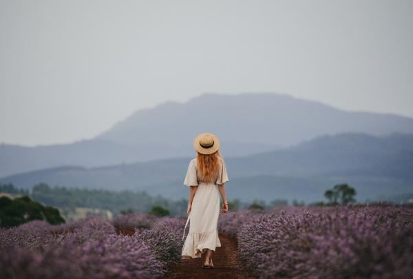 Bridestowe Lavender Estate, pinggiran Launceston, TAS © Jarrad Seng