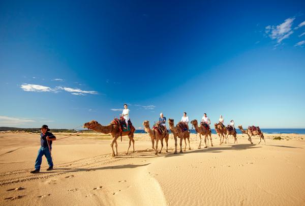 Camel Train di Stockton Beach, Port Stephens, NSW © Tourism Australia