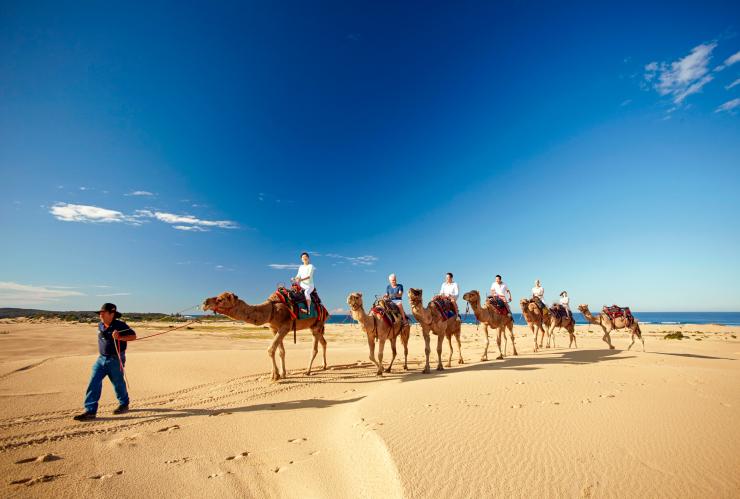 Camel Train di Stockton Beach, Port Stephens, NSW © Tourism Australia