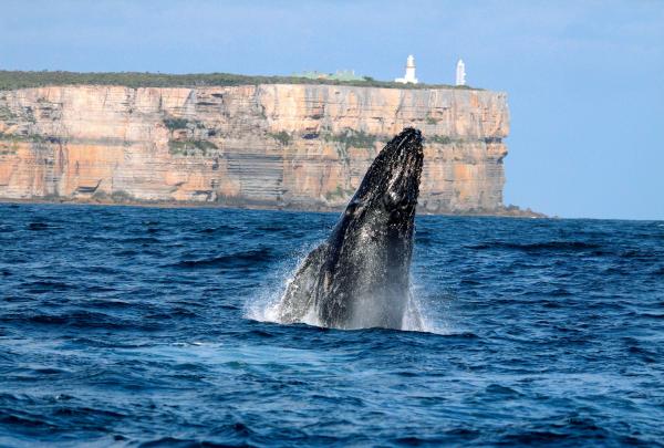 Humpback whale, Point Perpendicular, Jervis Bay, NSW © Destination NSW