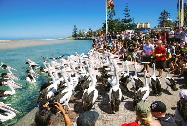 Pelicans, The Entrance, NSW © Tourism Australia