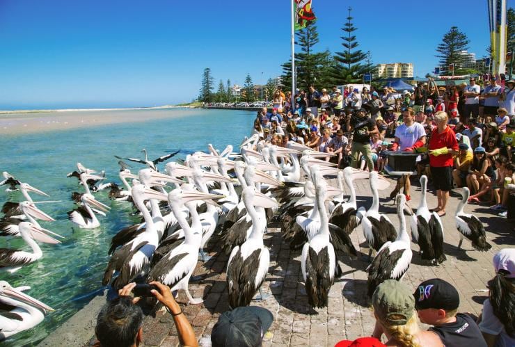 Pelicans, The Entrance, NSW © Tourism Australia