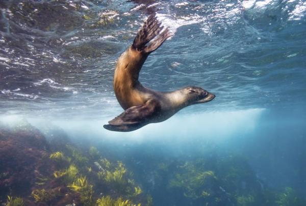 Montague Island, dekat Narooma, NSW © Destination NSW
