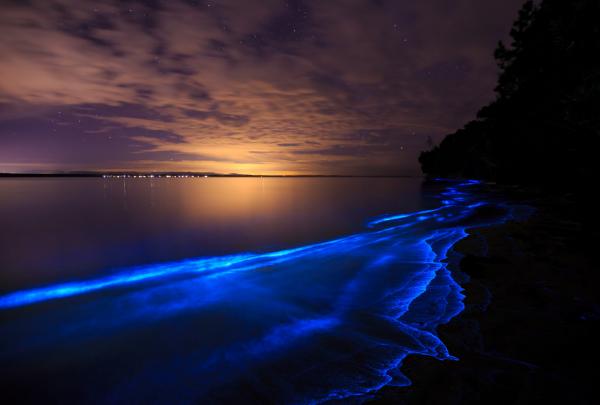 Bioluminescence in Jervis Bay, NSW © Maree Clout