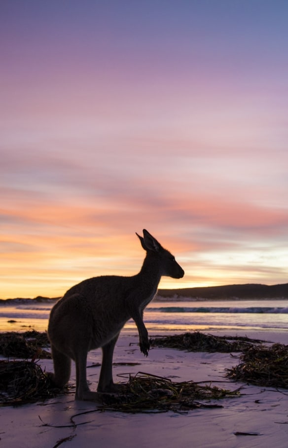 Kanguru, Lucky Bay, Cape Le Grand National Park, WA © Tourism Western Australia