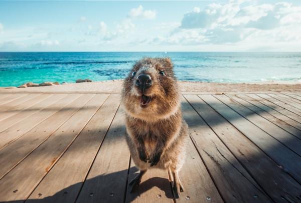 Seekor quokka yang melihat ke arah kamera di pantai di Rottnest Island, Western Australia © Tourism Western Australia