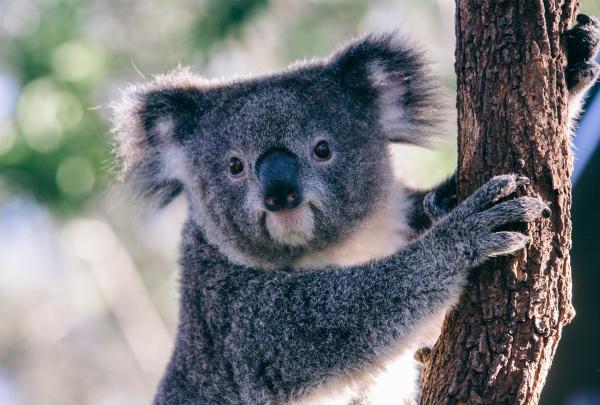Koala di Taronga Zoo, Sydney, NSW © Tourism Australia