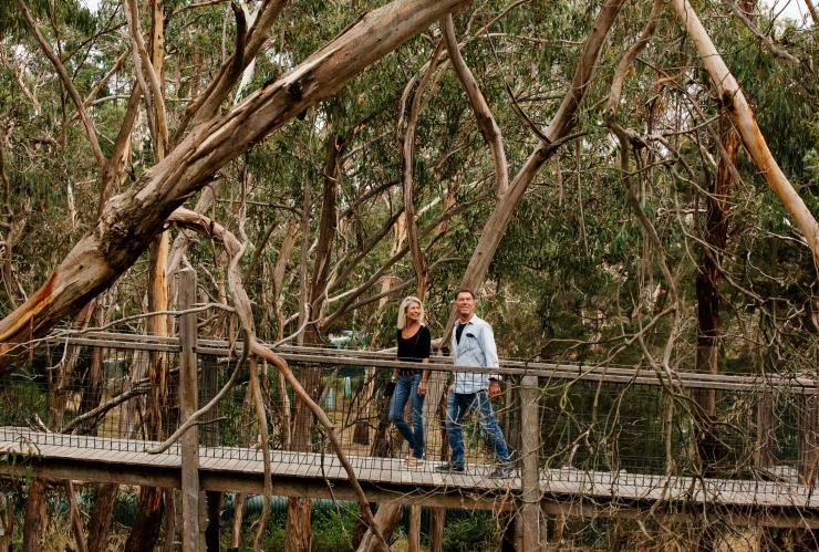 Pasangan berjalan-jalan menelusuri jalur tinggi melintasi Koala Conservation Reserve, Phillip Island, Victoria © Tourism Australia