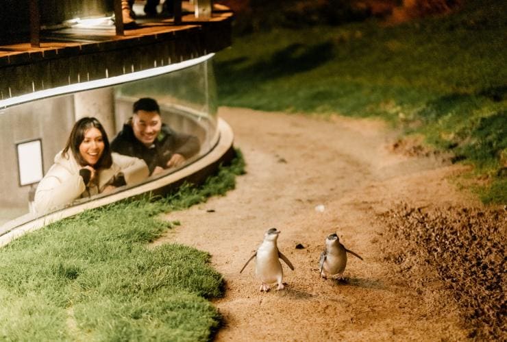 Seorang pria dan wanita mengamati penguin dari platform tonton bawah tanah di Penguin Parade, Phillip Island, Victoria © Visit Victoria