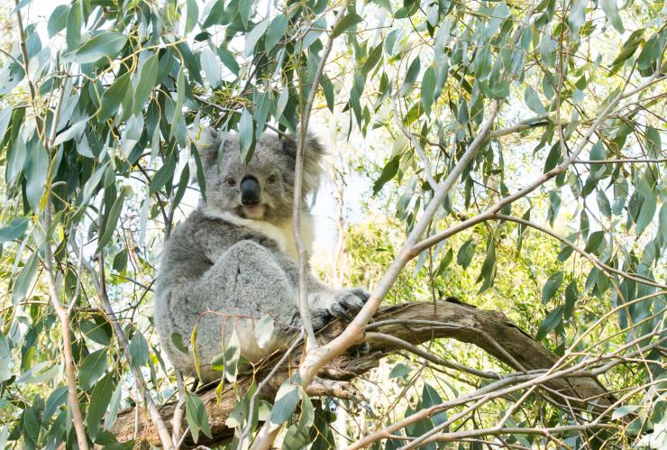 Koala di atas pohon di Koala Conservation Centre, Phillip Island, Victoria © Visit Victoria