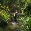 Buaya melompat keluar dari air di Hartley's Creek Crocodile Adventures di Queensland © Tourism Australia