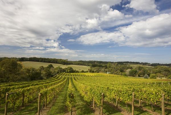 Kebun anggur di Mornington Peninsula © Victorian Wine Industry Association