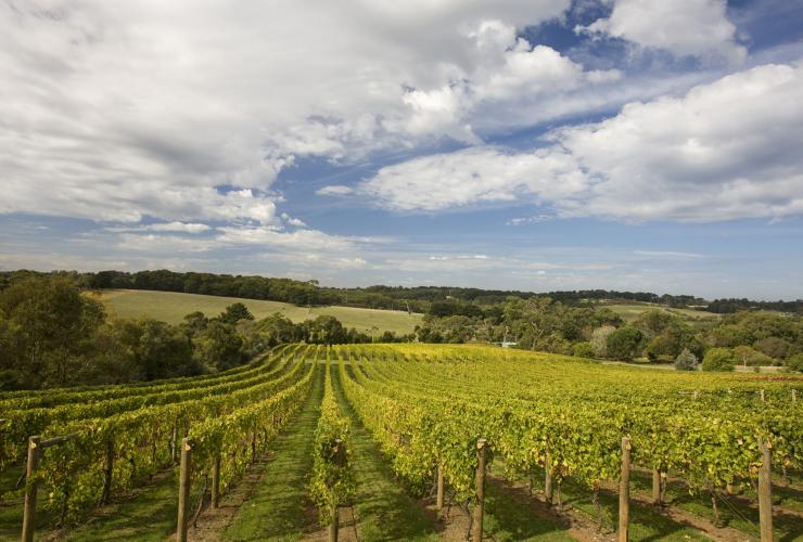 Kebun anggur di Mornington Peninsula © Victorian Wine Industry Association