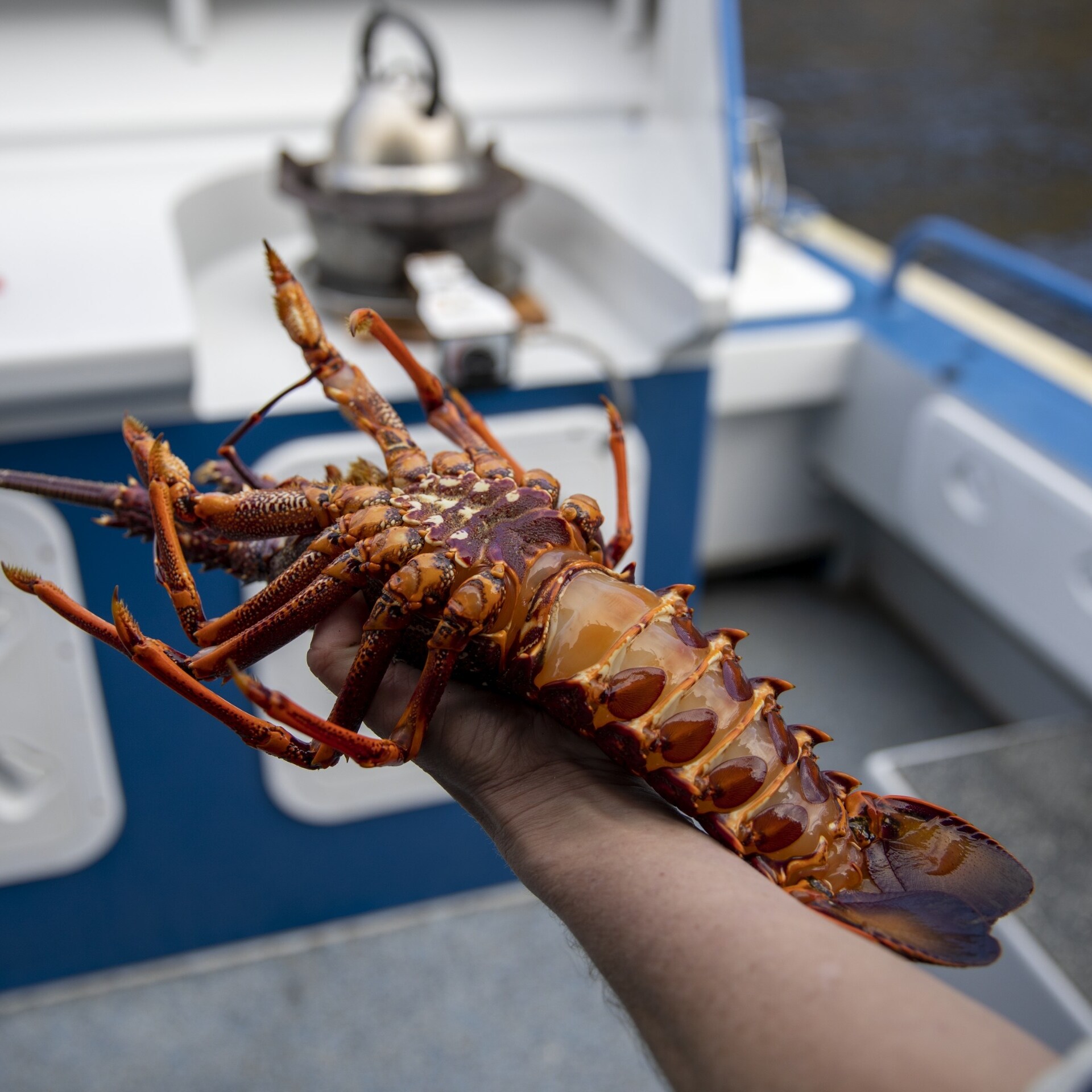 Seafood Seduction, Bruny Island, TAS © Tourism Australia