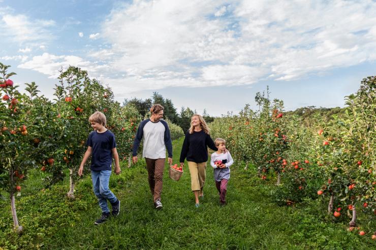 Keluarga menikmati hari dengan memetik apel di Shields Orchard di Bilpin © Destination NSW