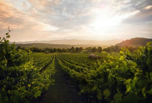 Sirromet vineyards, Grantie Belt, QLD © Sirromet Vineyards