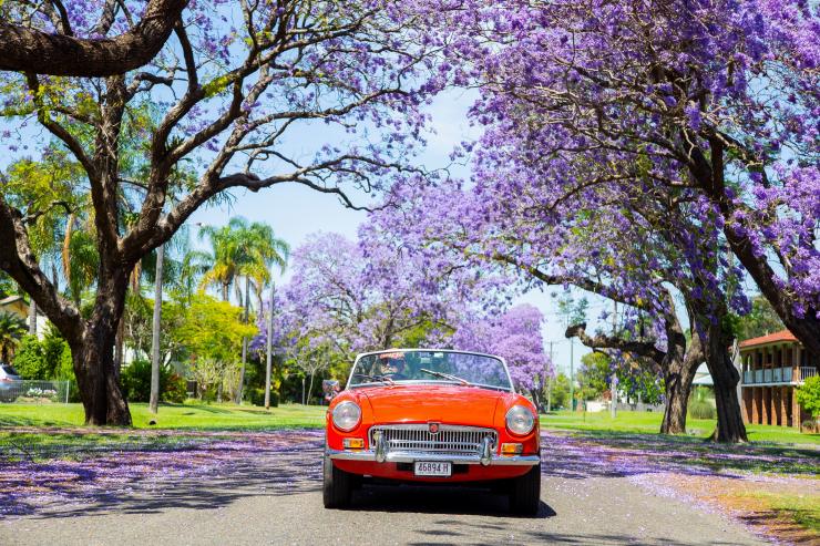 Vintage car passing through a jacaranda-lined street in Grafton, Northern Rivers © Destination NSW