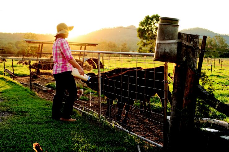 Tommerup's Dairy Farm, Kerry, QLD © Matt Raimondo