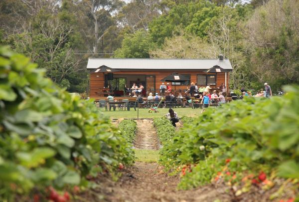 Hillwood Berry Farm, Hillwood, TAS © Tourism Tasmania, Hillwood Berry Farm