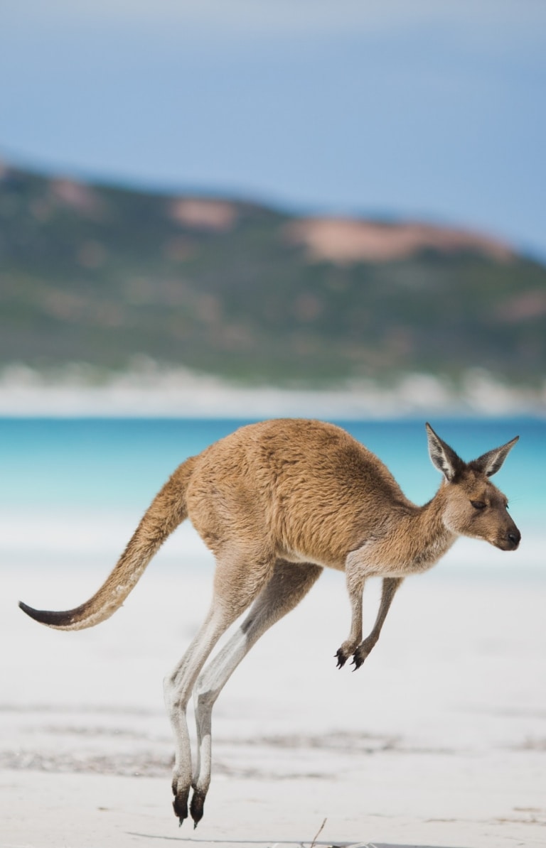 Kanguru, Lucky Bay, Esperance, WA © Golden Outback Australia