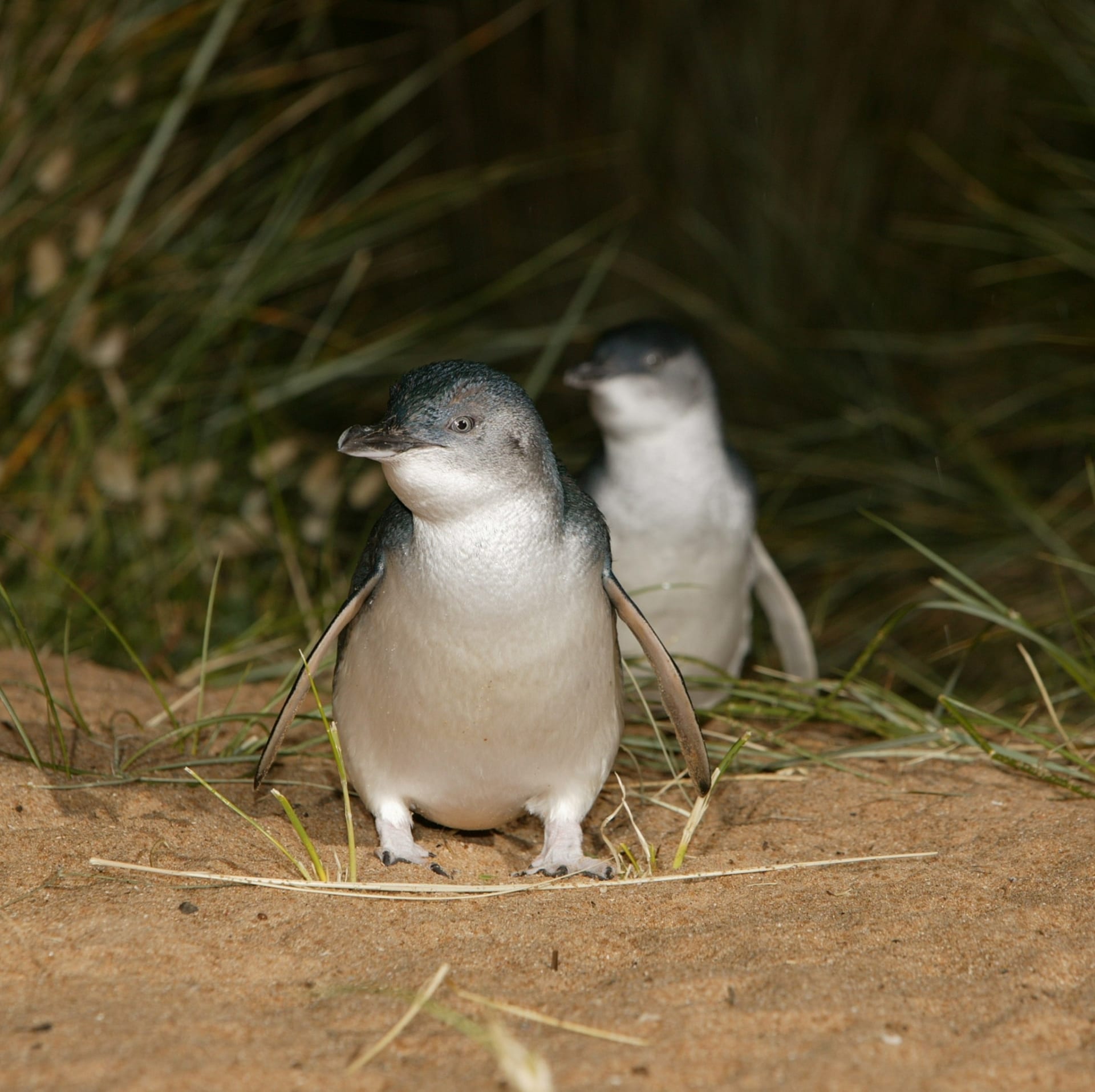 Penguin kecil di pantai di Phillip Island Nature Park © Phillip Island Nature Park