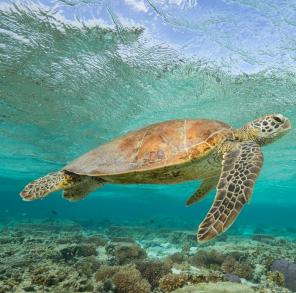   Sea Turtle, Lady Elliot Island, Queensland © Sean Scott Photography