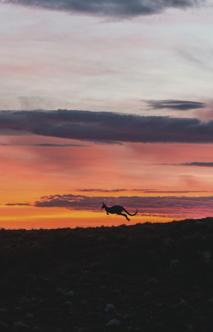 Arkaba, Flinders Ranges National Park, SA © South Australian Tourism Commission