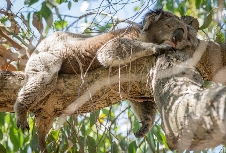 Koala sedang tidur, Cape Otway, VIC © Visit Victoria