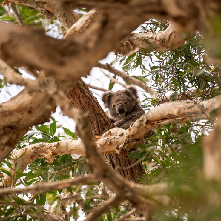 Tilligerry Habitat Reserve, Tanilba Bay, NSW © Rob Mulally