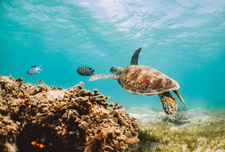 Penyu berenang di bawah air di Great Barrier Reef © Tourism Australia