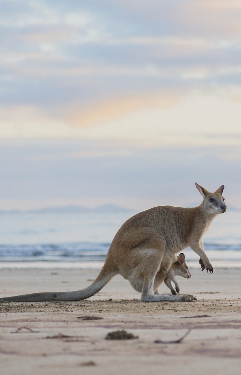 Kanguru di pantai saat matahari terbenam di Cape Hillsborough National Park © Tourism and Events Queensland