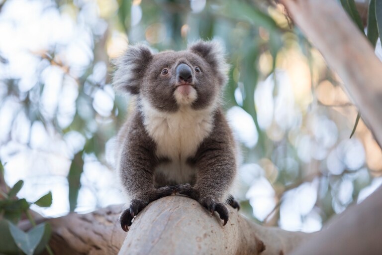 Koala memeluk pohon di Mount Lofty di South Australia © George Papanicolaou