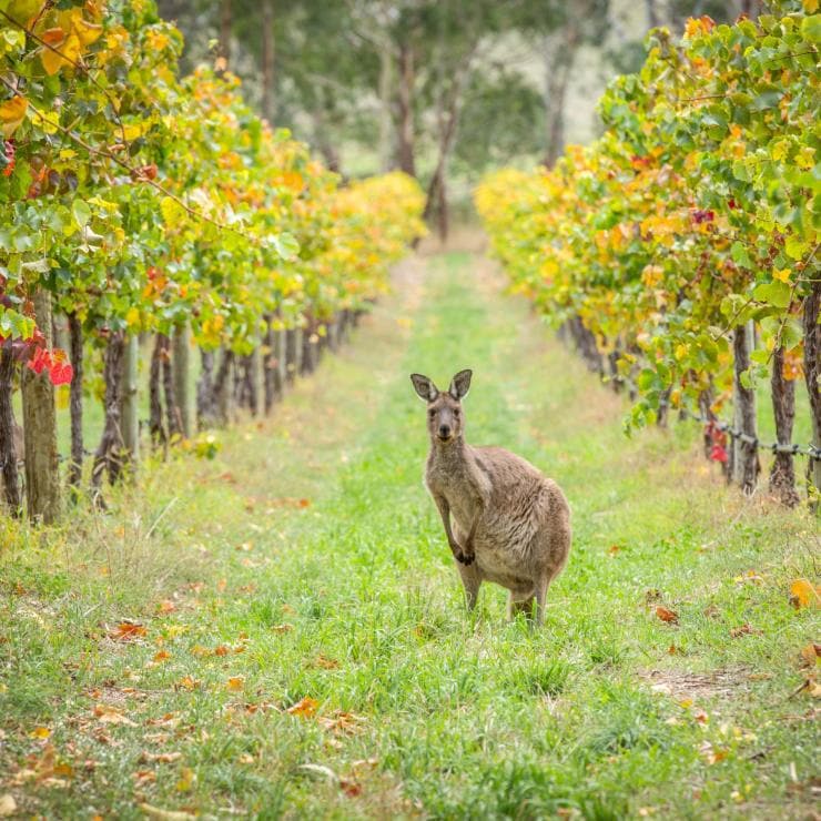 Kanguru di antara barisan perkebunan anggur di Barossa Valley © South Australian Tourism Commission