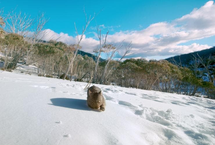 Wombat berjalan di salju, Mount Kosciuszko, NSW © Tourism Australia