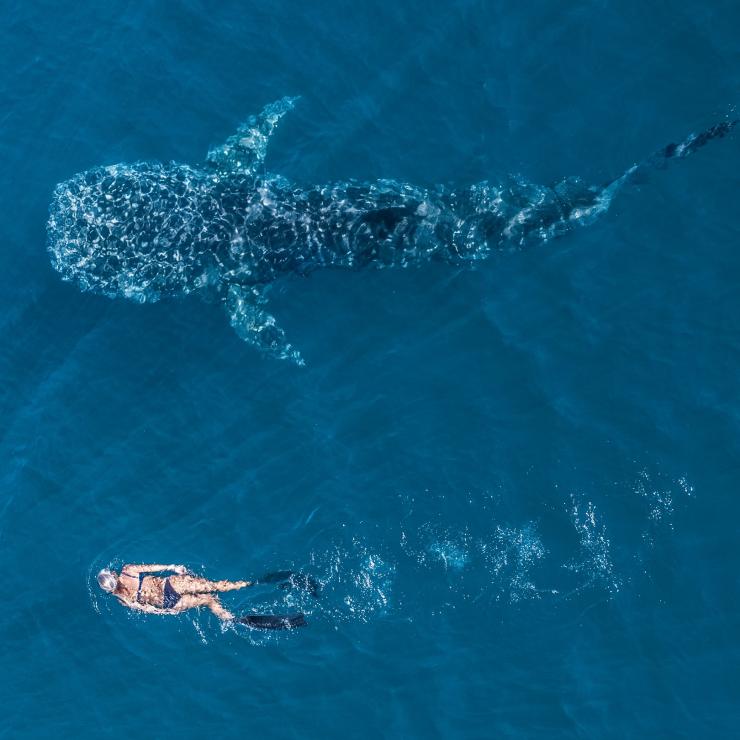 Ningaloo Marine Park, Ningaloo Reef, WA © Tourism Western Australia 